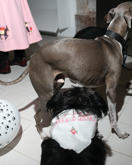 Party Animals Handkerchief